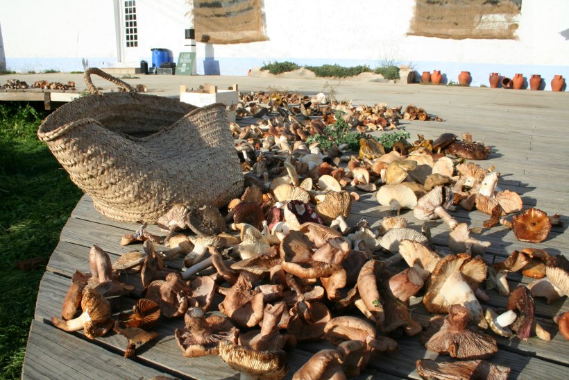 HerdadeFreixoMeio09 by HContadas