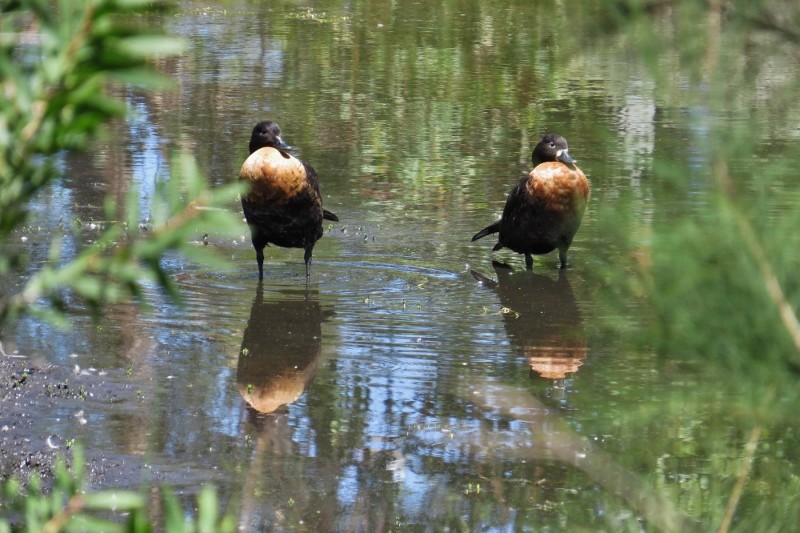 shelduck a 15 (800x533)