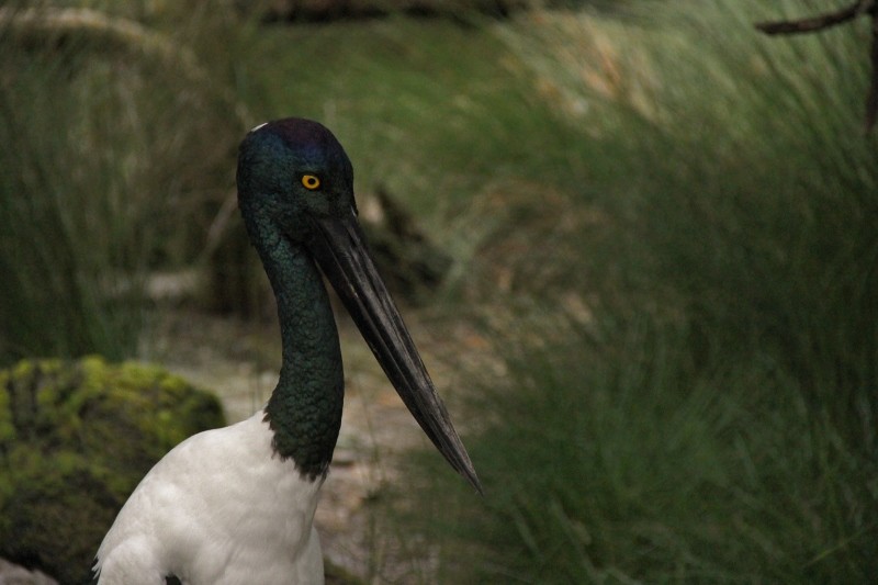 black-necked stork 4 (800x533)