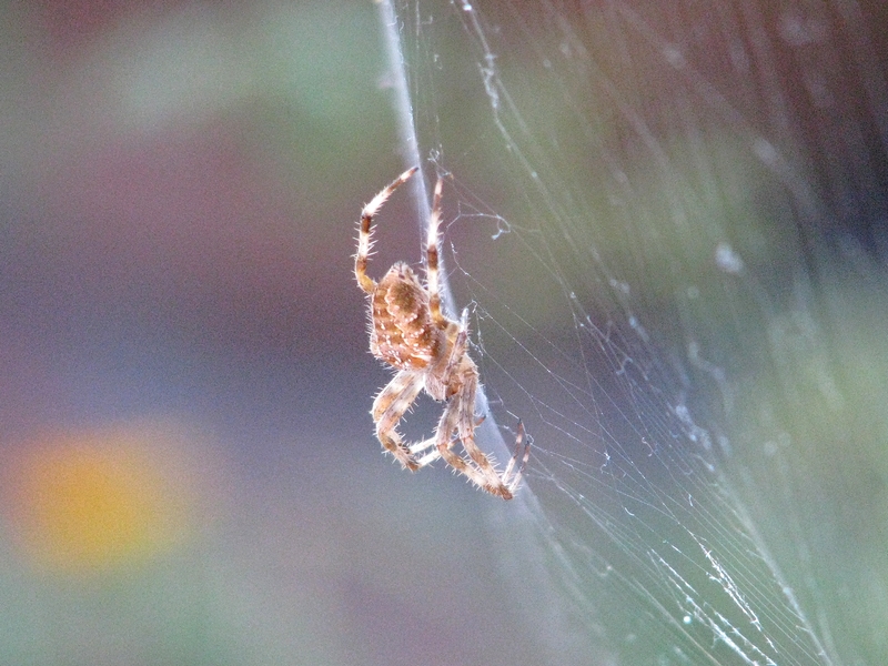 recuperação de património
