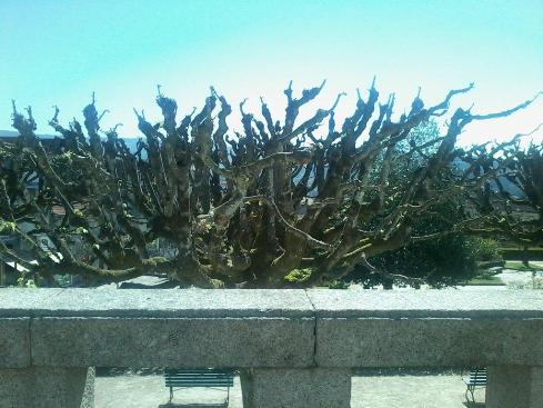 paisagem_jardim_marco_canaveses