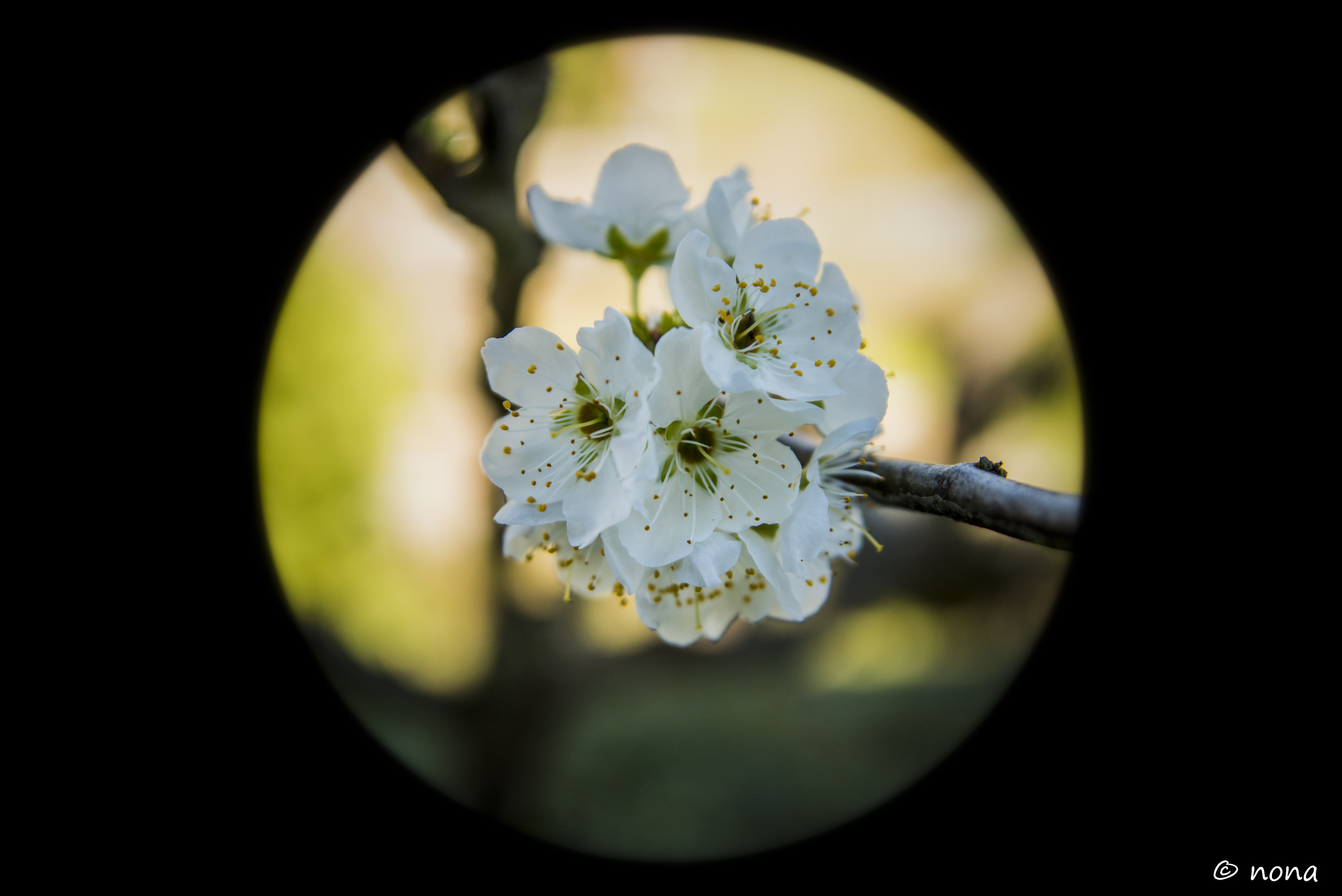 2015 - Flores (Vila Nova) (1).jpg