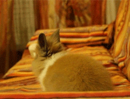 giphy (5).gif