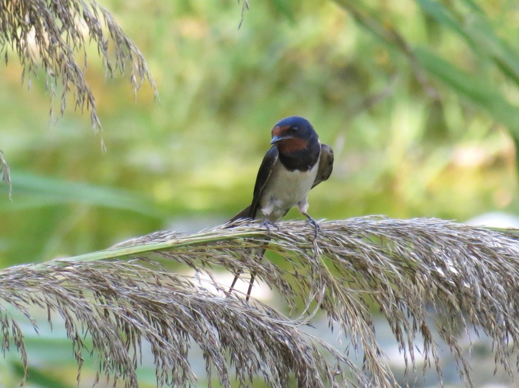 hirundo rustica 3
