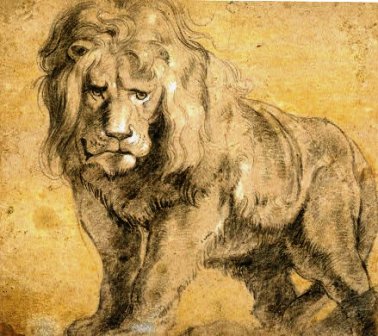 study-for-lion-rubens
