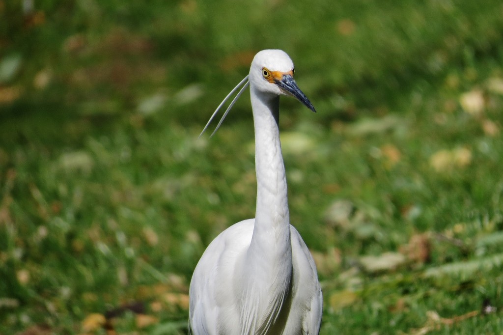 egretta garzetta 1