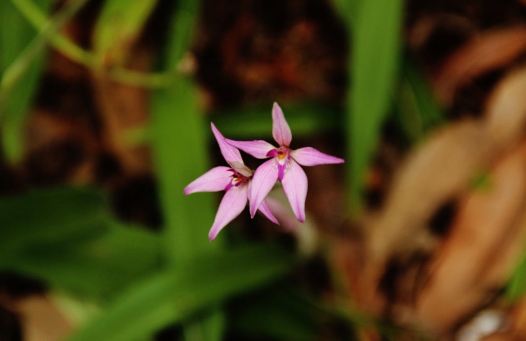 Orquídea Fada Cor-de-rosa - Arca de Darwin