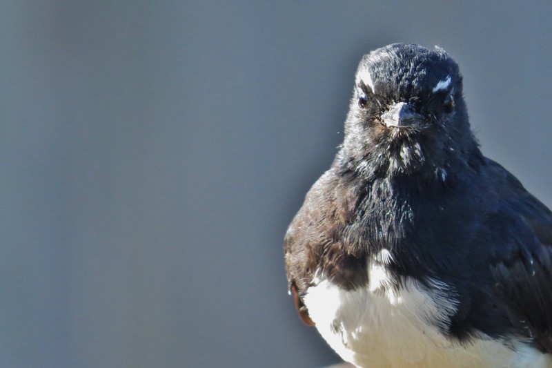 willie wagtail b 22