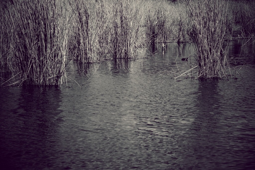 lagoa da estacada a 11