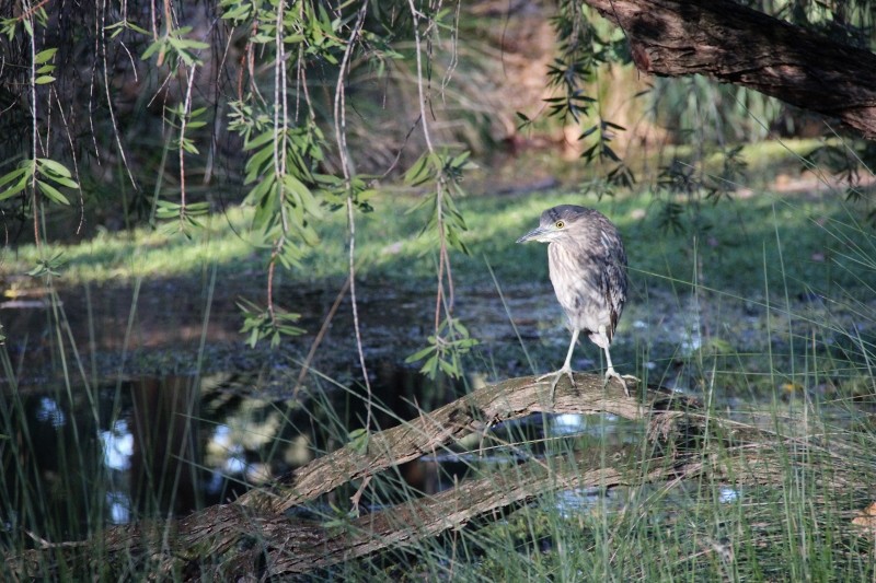 night heron 6