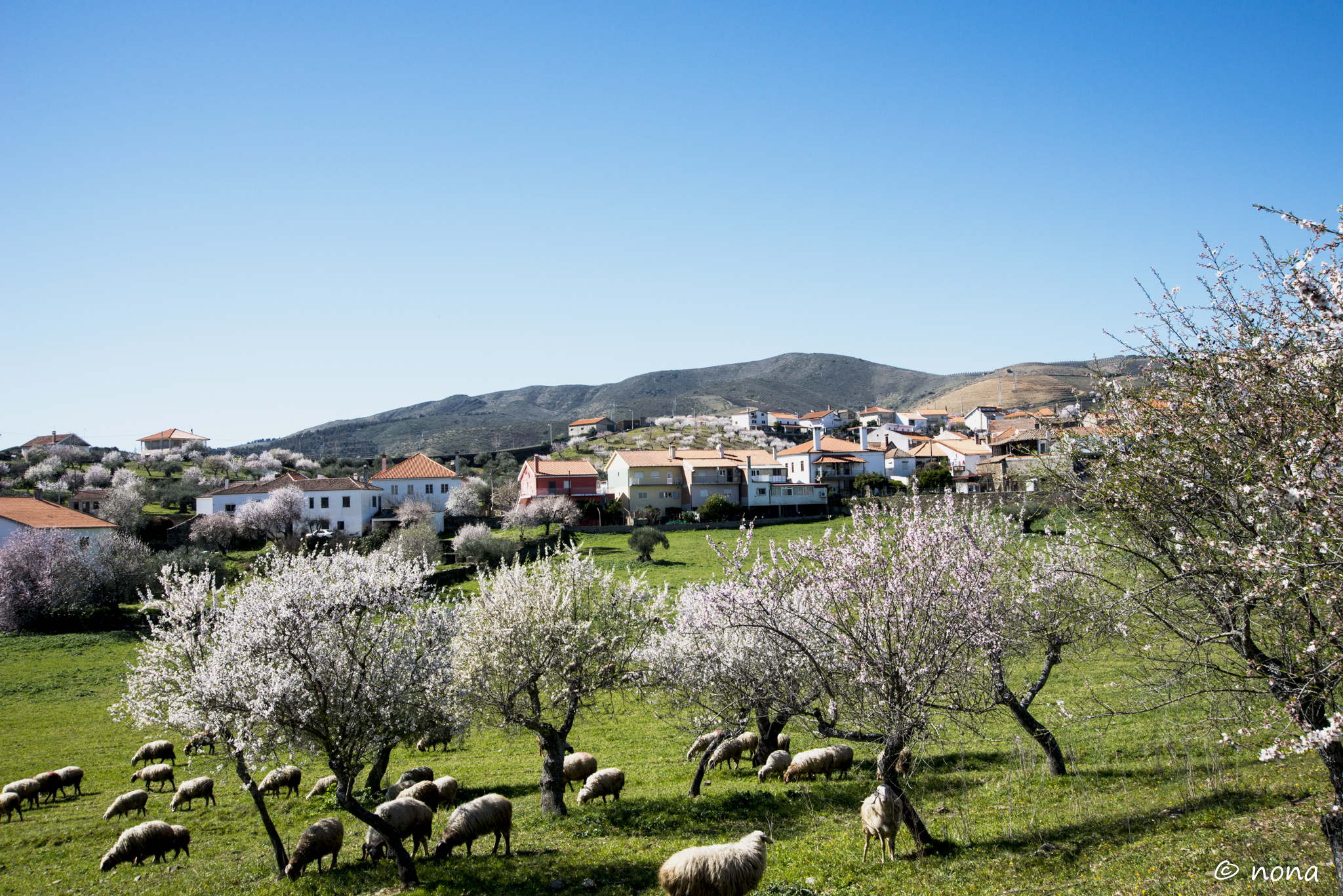 2015 - Rota das Amendoeiras (282).jpg