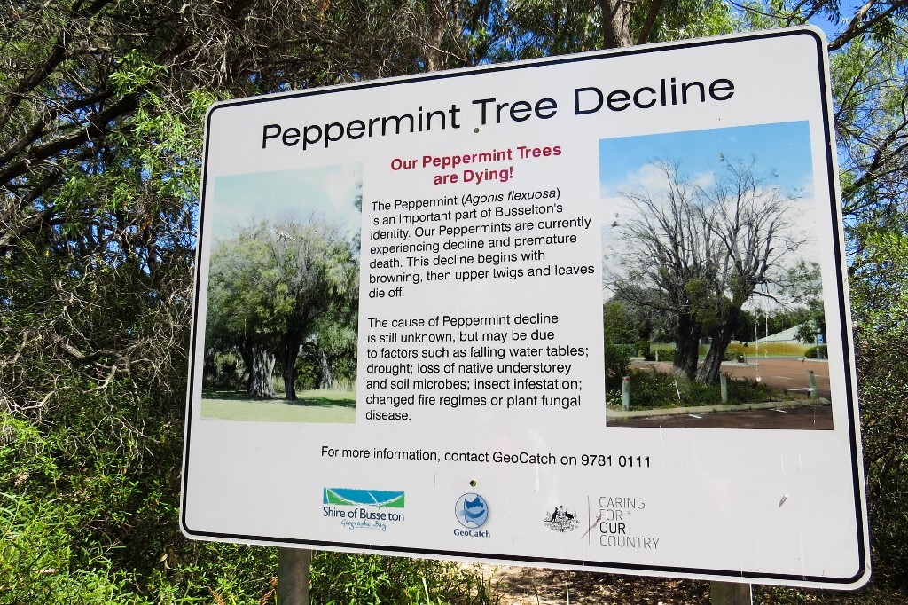 western ringtail possum 5