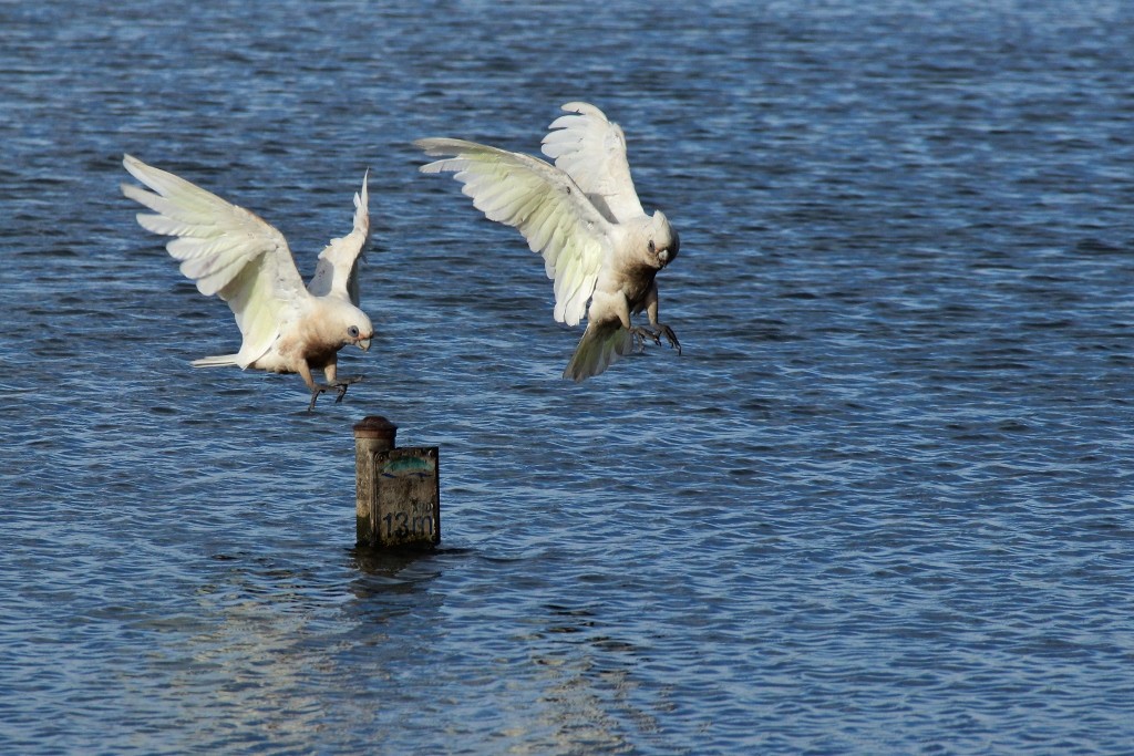 little corella
