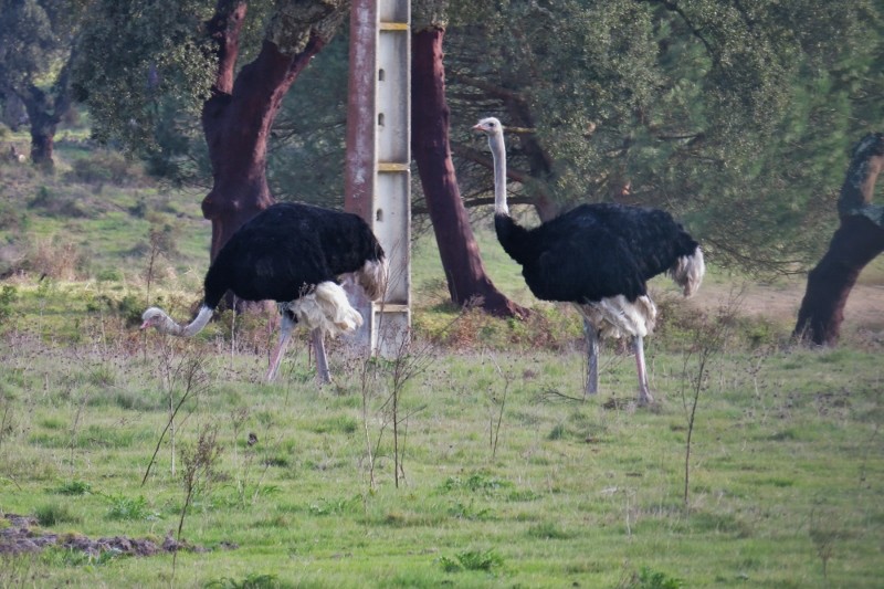 avestruz 2