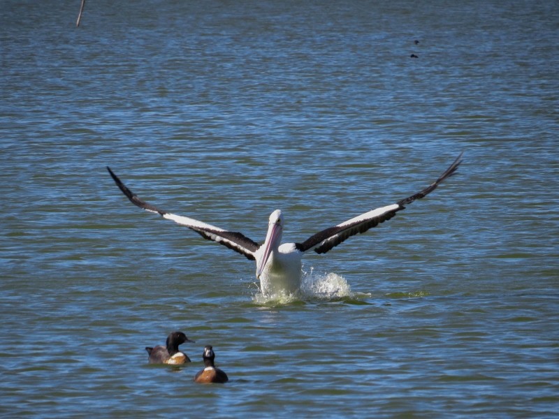 pelicano 2 (800x600)