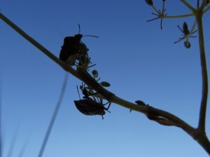graphosoma lineatum 5