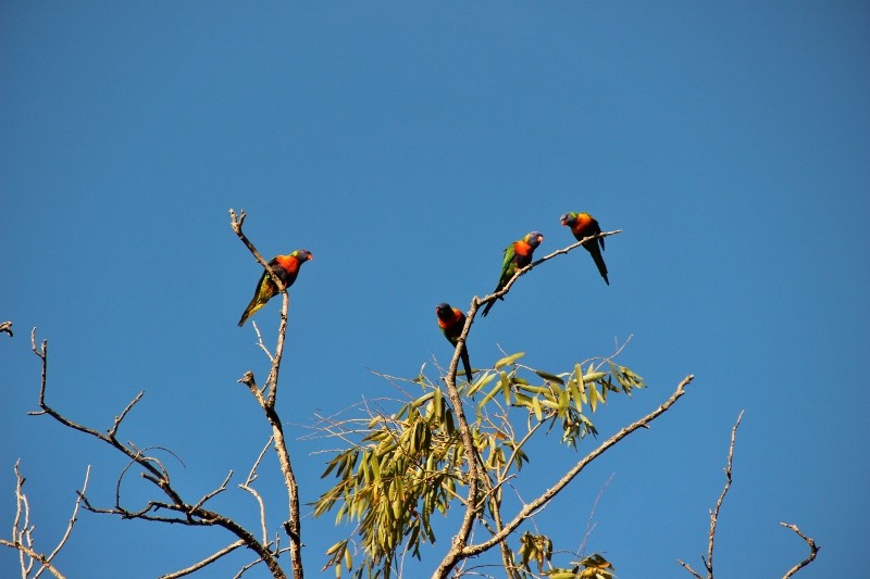 rainbow lorikeet 7 a