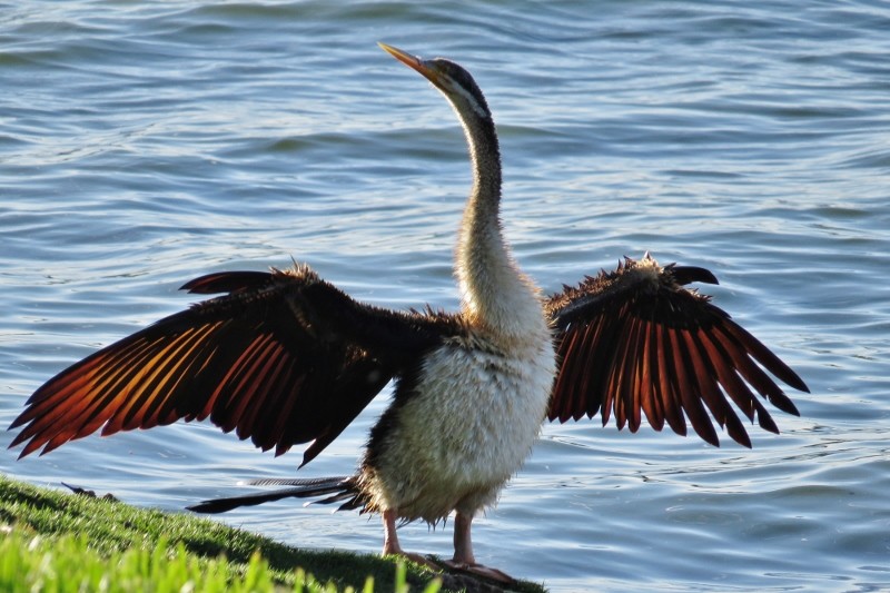 australian darter a 16 (800x533)