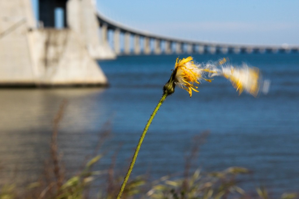 dente de leao-1 (1024x683)