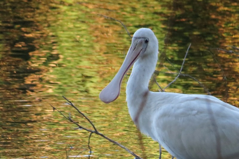 platalea flavipes 1 (800x533)