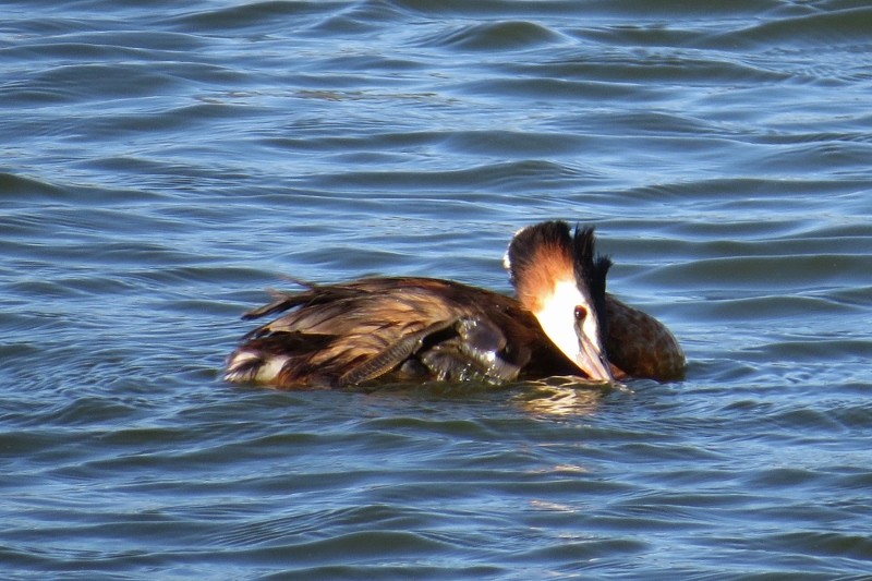 podiceps cristatus 5 (800x533)