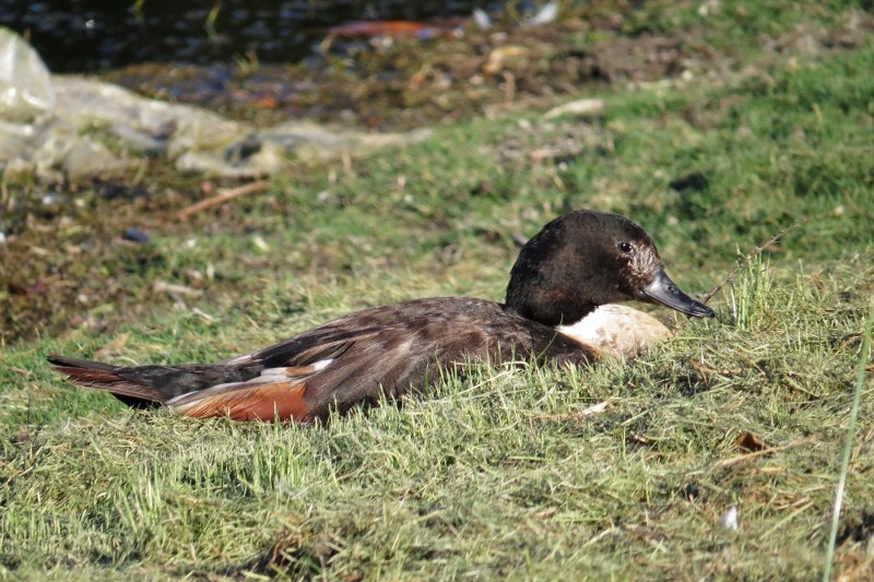 shelduck b 20 (800x533)