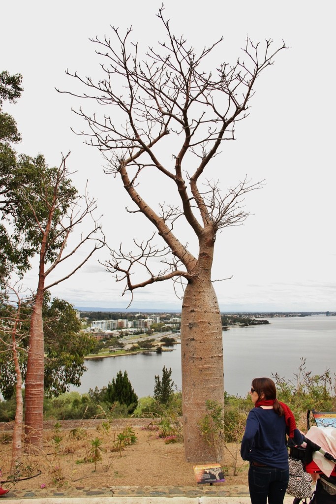baobab kings park