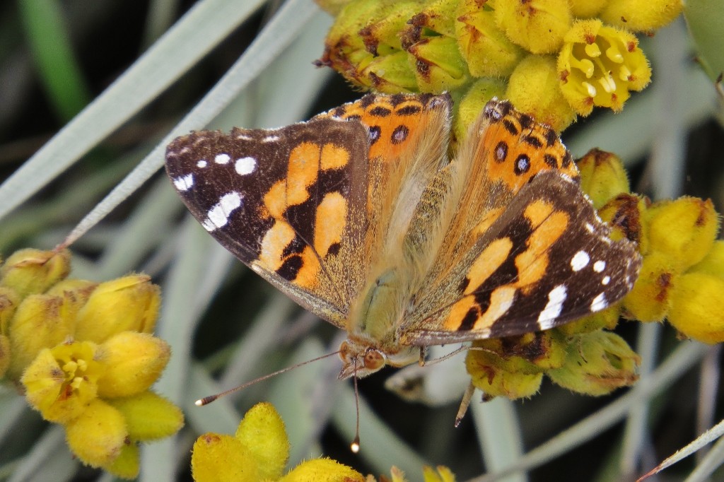 painted lady 1