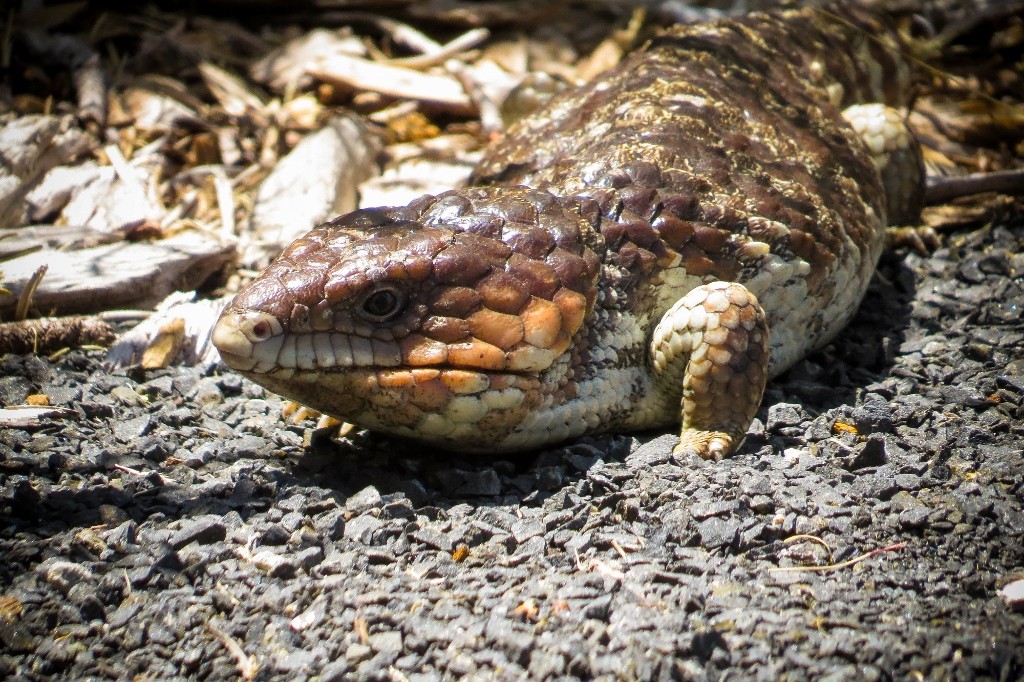 bobtail-1 (1024x682)