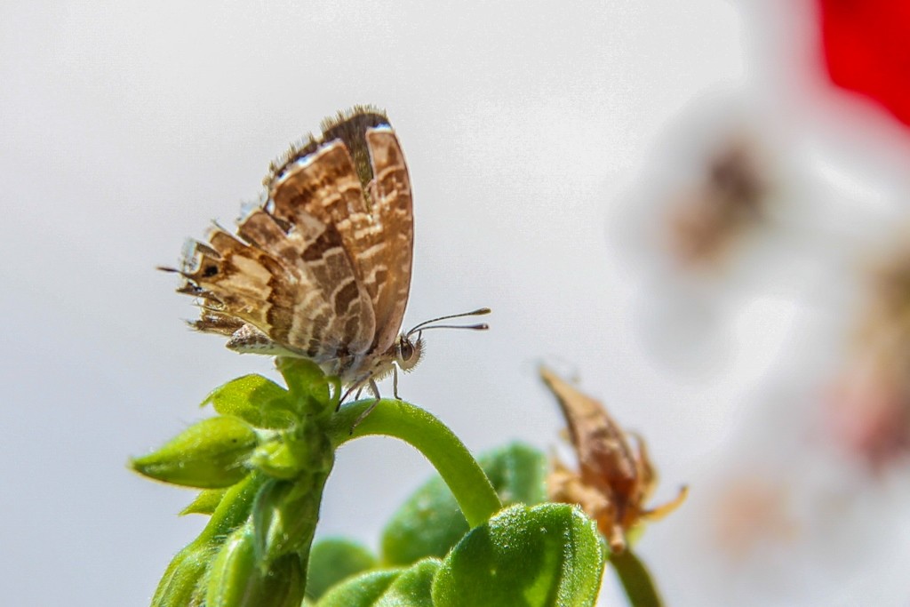 borboleta geranio 1