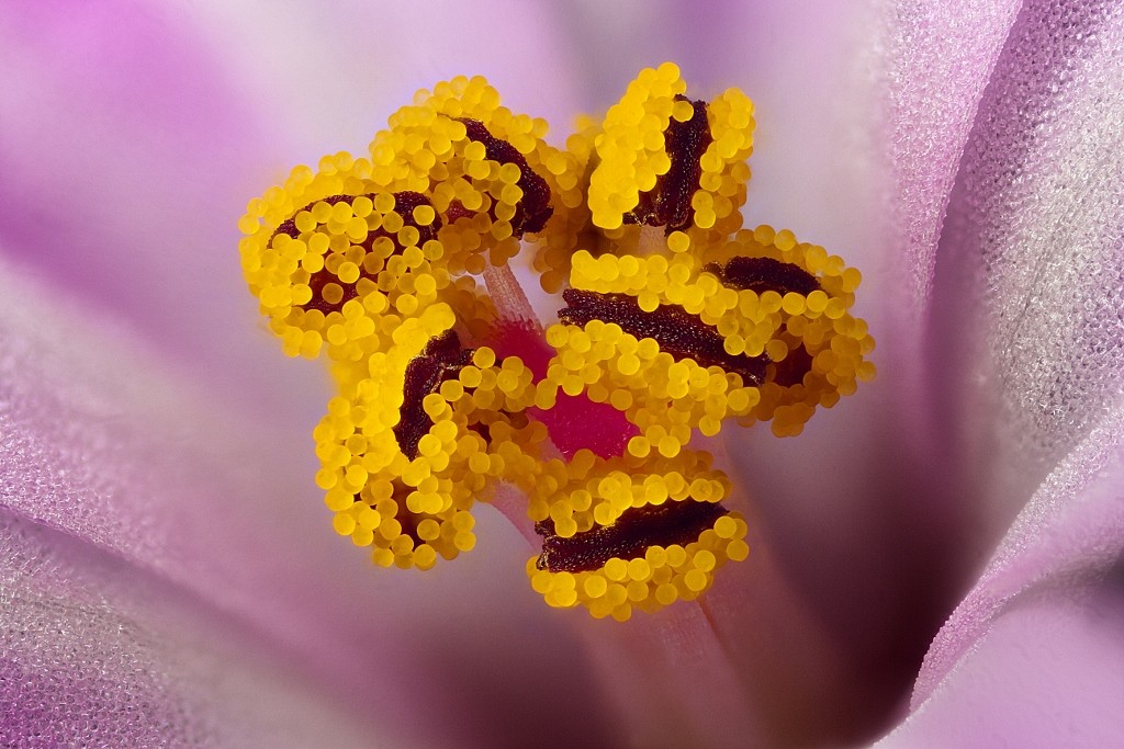 2014 HM Gaff Geranium robertianum large file (1024x683)