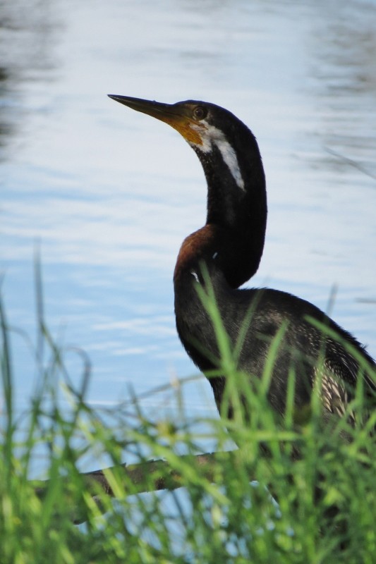 australian darter a 10 (533x800)