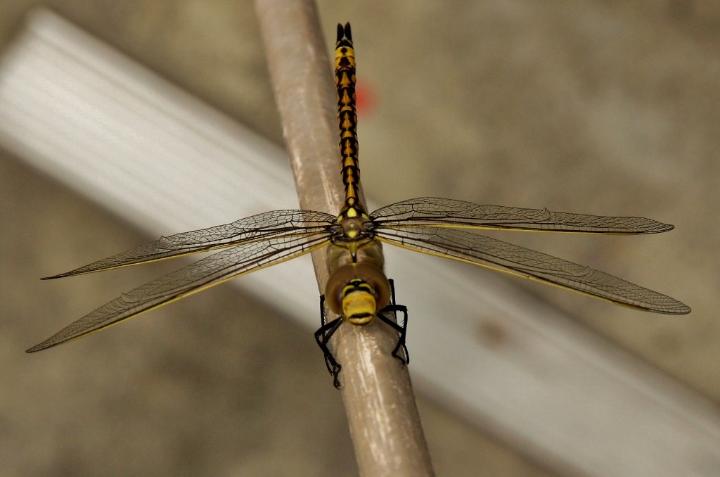 australian emperor 1 (1024x678)