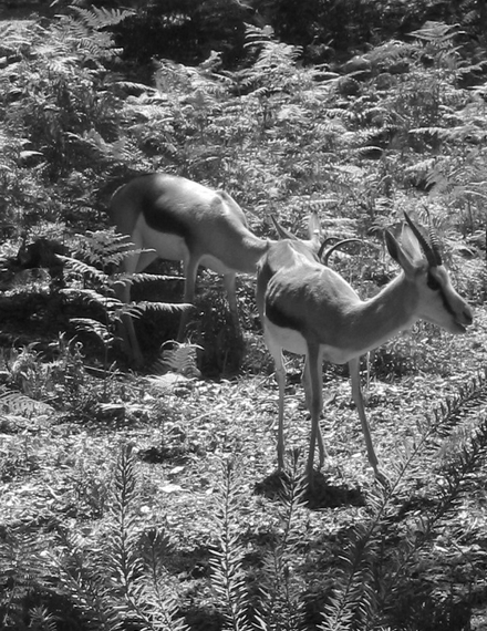 faz de conta que nao me viste