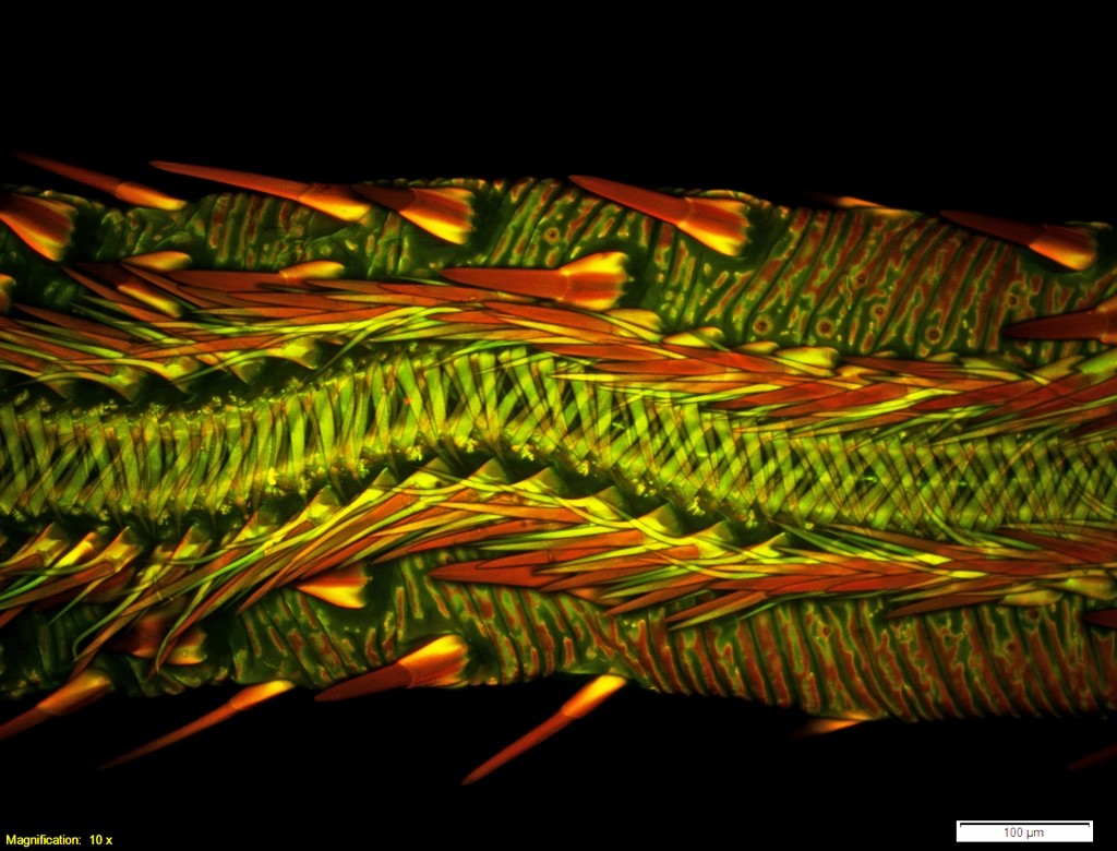 2014 8 Lehnert and Lash vampire moth dorsal view (1024x780)