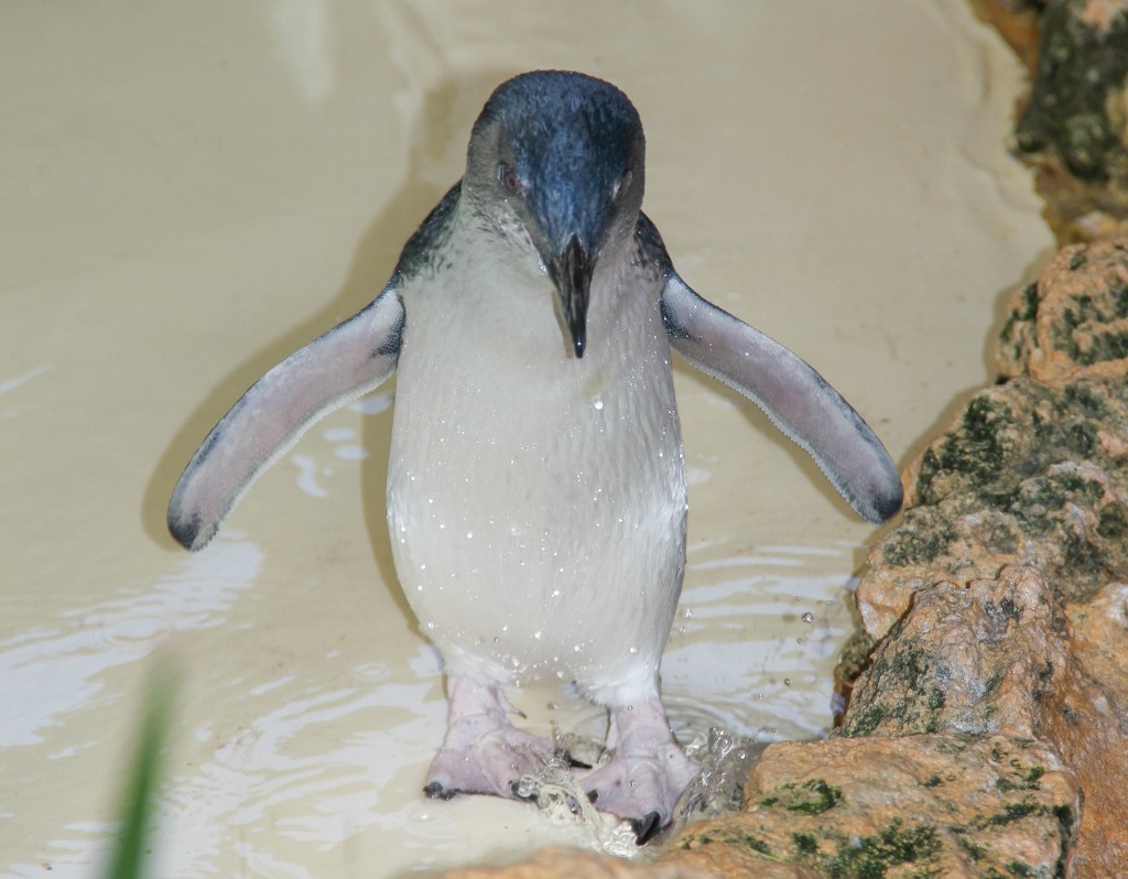 little penguin 4