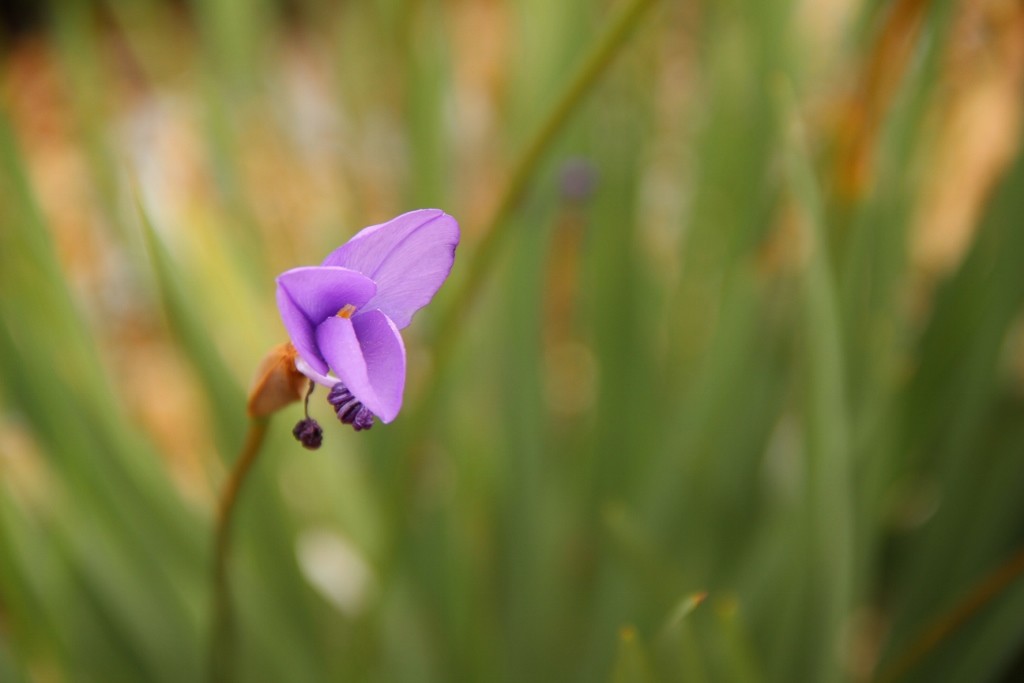 purple flag 1