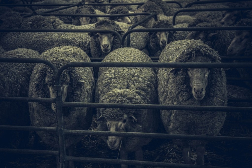 sheep perth royal show 9 (1024x683)