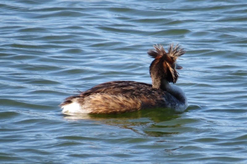 podiceps cristatus 6 (800x532)