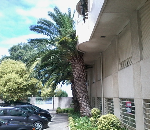 Palmeiras vs Colunas