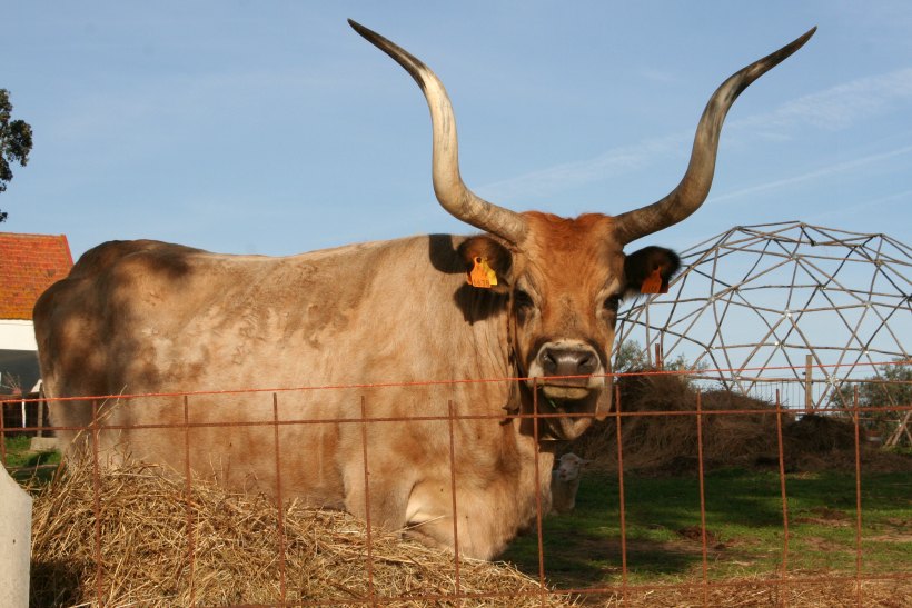 HerdadeFreixoMeio05 by HContadas