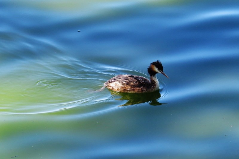 podiceps cristatus 2 (800x533)
