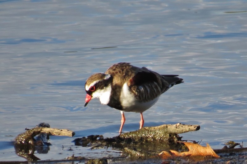black-fronted dotterel a 15 (800x533)