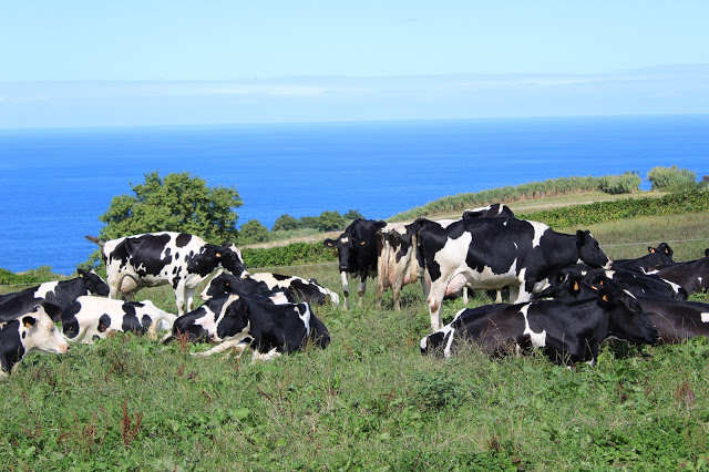 terra nostra + bel portugal + leite de pastagem + programa vacas felizes + leite dos açores + produtores certificados Vacas Felizes + Açores + arquipélago + Visit açores + turismo portugal
