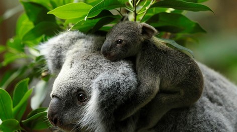 koalas.jpg