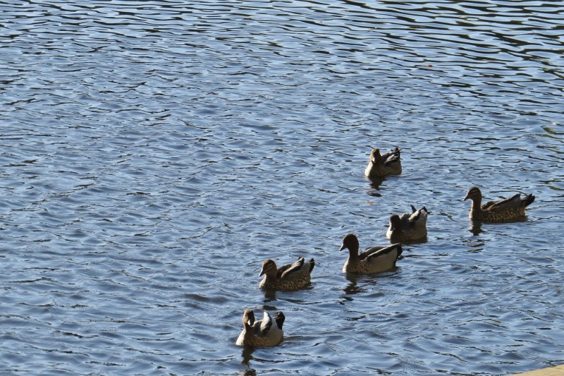 chenonetta jubata a 15