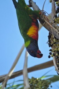 rainbow lorikeet 8