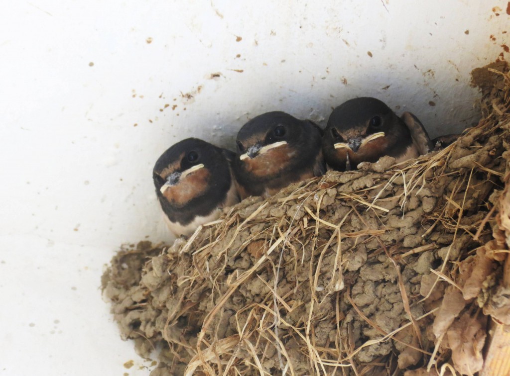 hirundo rustica 1