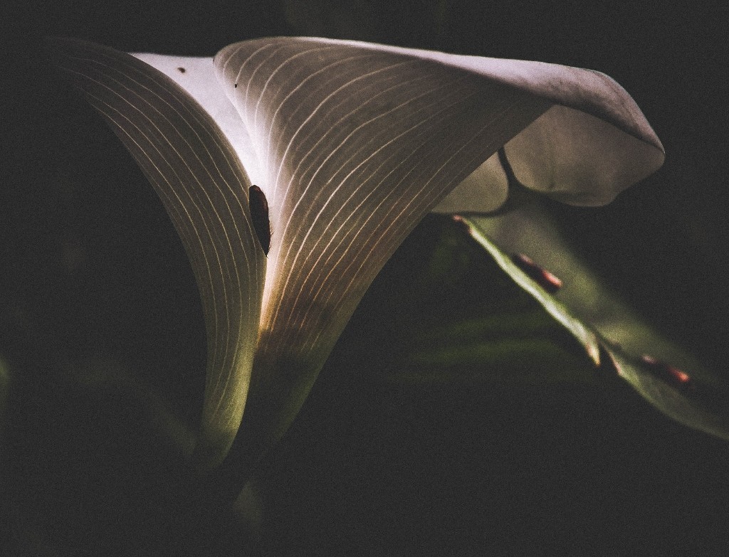 jarro jardim botanico 6