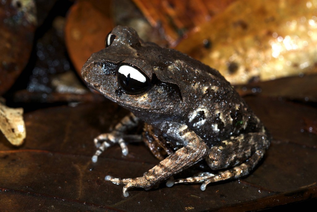 Leptobrachium_leucops_(Vietnam)_© Jodi J. L. Rowley